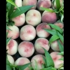 绿化九，水密桃