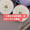 豫东红富士