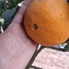 沃柑