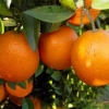 脐橙，锦橙，鹅蛋杆，橙子，蜜桔，红橘，六一二号