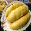 甲仑榴莲