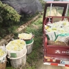 甜杨桃