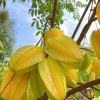 杨桃