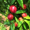 中油油桃