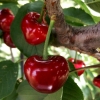 大樱桃新鲜水果农家自产自销陕西大樱桃