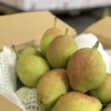 水果批发市场拿货