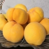 桃子