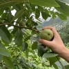 大凉山德昌（大优、新疆）青皮核桃带青皮50以上