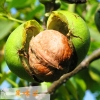 大凉山德昌（大优、新疆）青皮核桃（脆壳类）带青皮