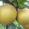 桃子，西瓜，梨子大量上市，价格美丽，欢迎咨询，**电：壹叁玖玖柒玖贰肆壹壹叁