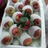 东莞果菜市场代卖