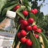 大樱桃