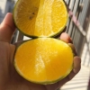 华蜜，沃柑
