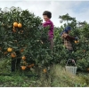 浙江绿谷松阳脐橙种植基地12月份采摘出口日本的品质放心好吃