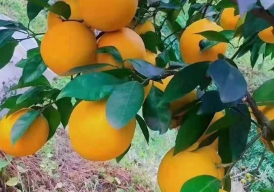 脐橙产自什么地方(脐橙产地是哪里)
