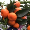 四会沙糖桔砂糖橘子产地直销大量供应种植户