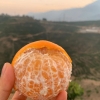 哀牢山冰糖橙、沃柑、茂谷柑