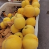 黄桃