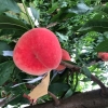 久保水蜜桃