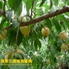 火爆热卖：香甜多汁的正宗荆楚三湖锦绣黄桃仅售80元/10斤！