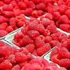 黑龙江红树莓 价格可议