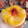 锦绣黄桃