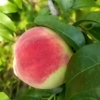 桃