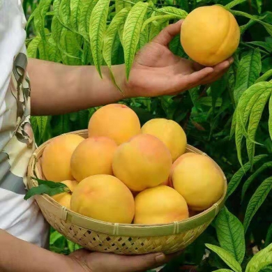 石黄果