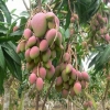 供应广西玉林芒果苗与芒果树品种简介