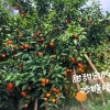沃柑、砂糖橘