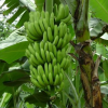 供应广西香蕉苗芭蕉苗价格表
