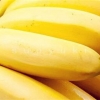 供应广西玉林红香蕉苗与粉蕉苗与西贡蕉苗专题