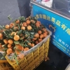 收购广西南宁沃柑