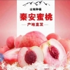 毛桃  蜜桃
