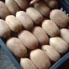 猕猴桃产地大量上市，有需要的老板联系13806565475**同号