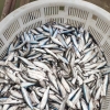 长期大量收白条鱼，白条鱼收购价格，收购白条鱼老板