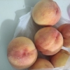 黄金蜜三号