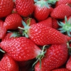 批发各品种草莓，白草莓，甜查理，乡野，苗七，苗三，黑珍珠