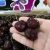 小树苗牌智利车厘子桑缇娜