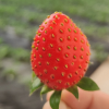 香野隋珠草莓