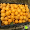 金太阳杏，小白杏，油桃，葡萄，石榴