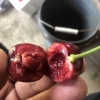 露天樱桃