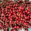 露地樱桃（美早 ，布鲁克斯）
