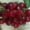 大连大樱桃