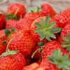 草莓大量上市，现场代办，代收