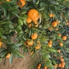 柑橘 脐橙