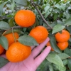 广西桂林砂糖橘代办  沙糖桔产地直发