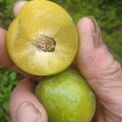 水果圖片