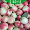 518甜油桃