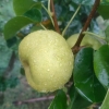 翠玉梨